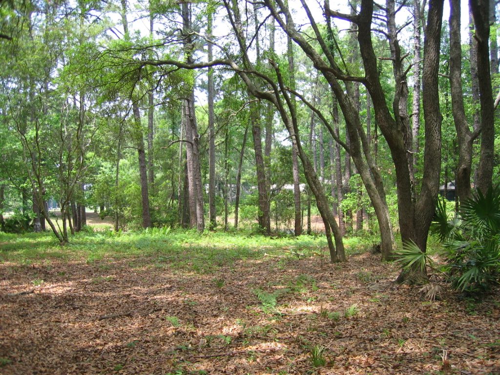 And more of the vegetation